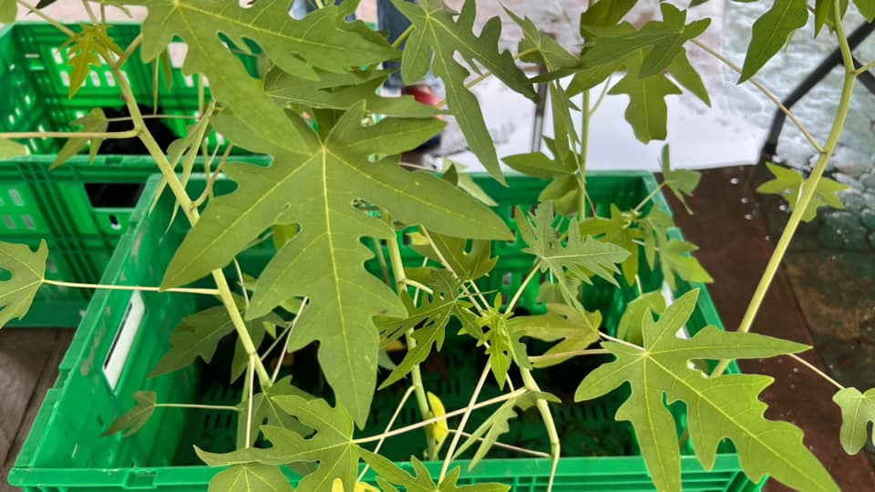 Papaya Seedlings Distribution 